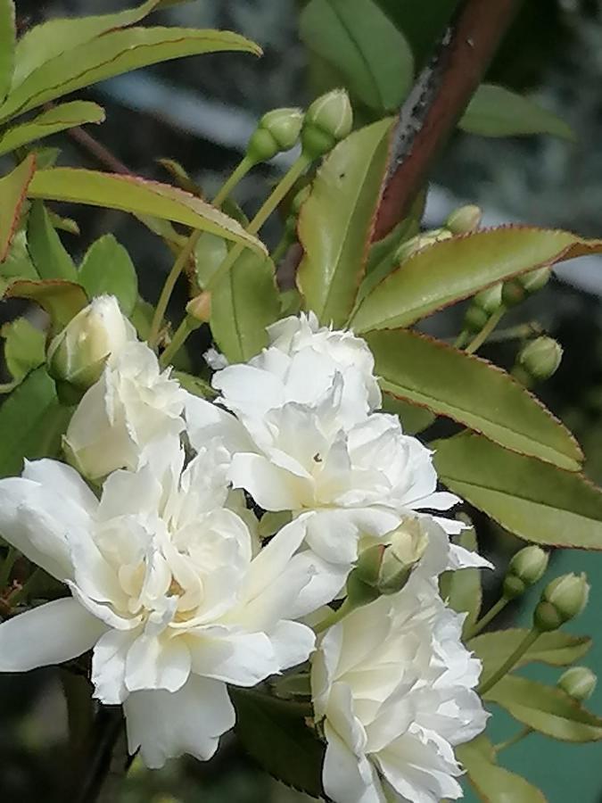 ג'אראש بيت الطبيعة Nature House מראה חיצוני תמונה