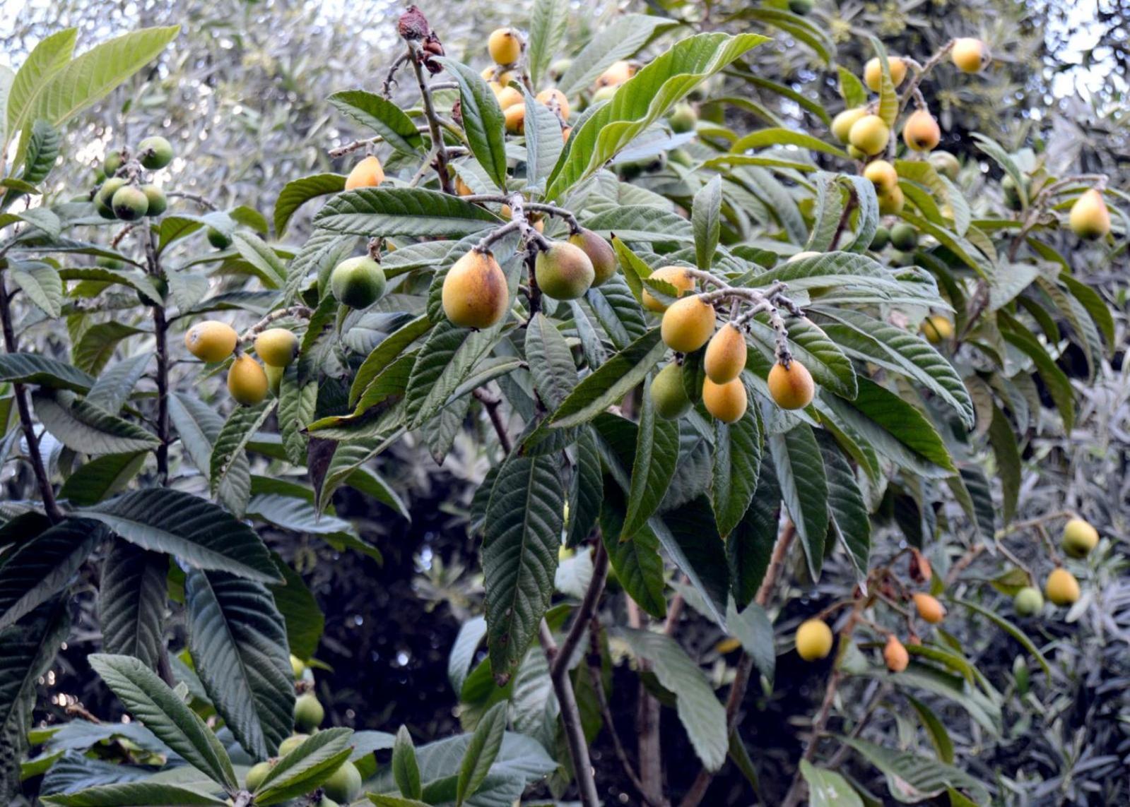 ג'אראש بيت الطبيعة Nature House מראה חיצוני תמונה